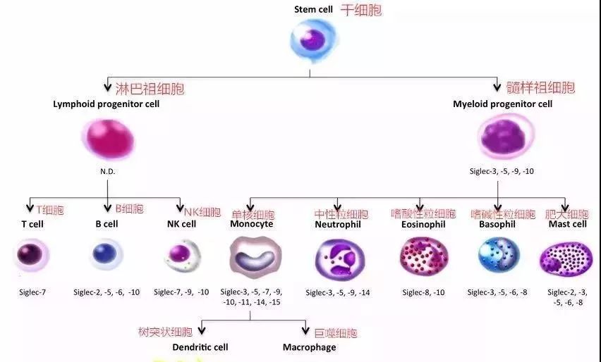 NK細(xì)胞：強(qiáng)大的抗癌前鋒！